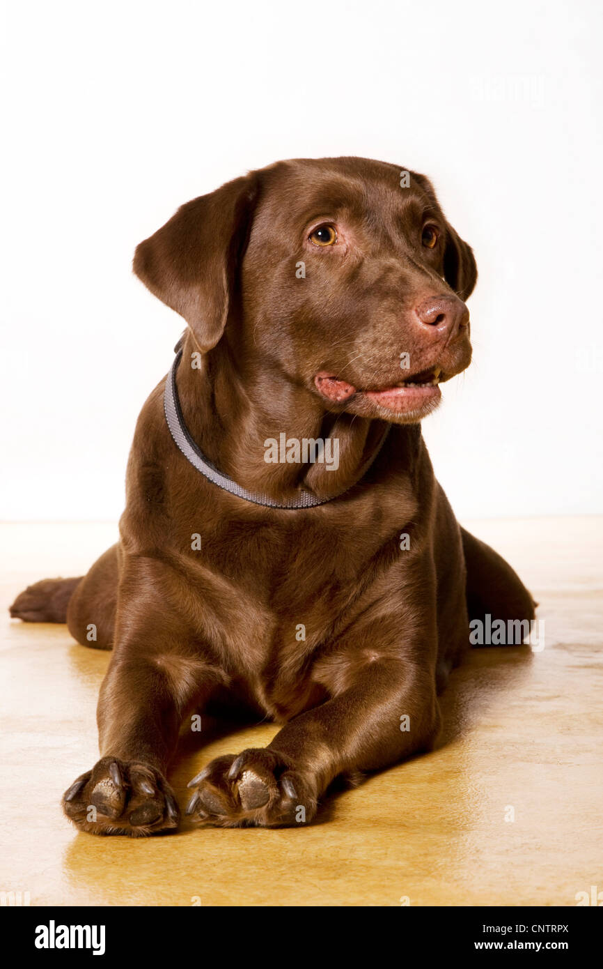 Labrador retriever chien (Canis lupus familiaris) portrait Banque D'Images