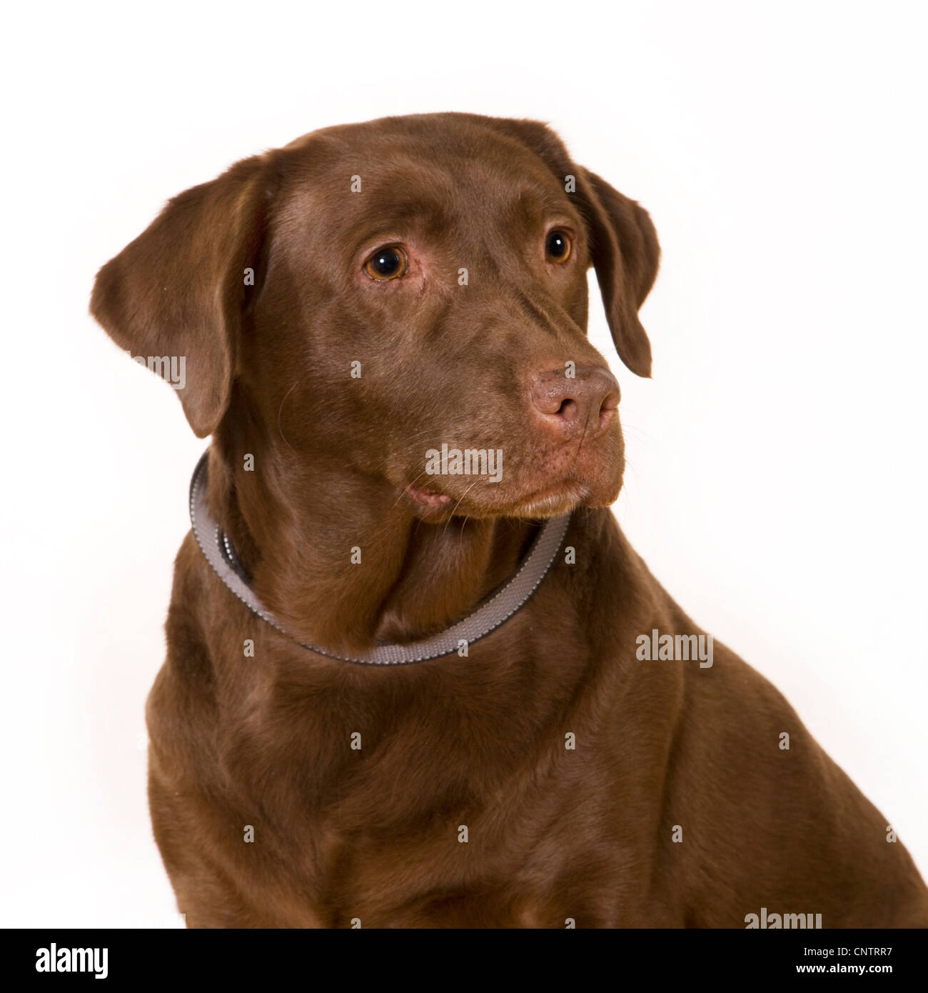 Labrador retriever chien (Canis lupus familiaris) portrait Banque D'Images