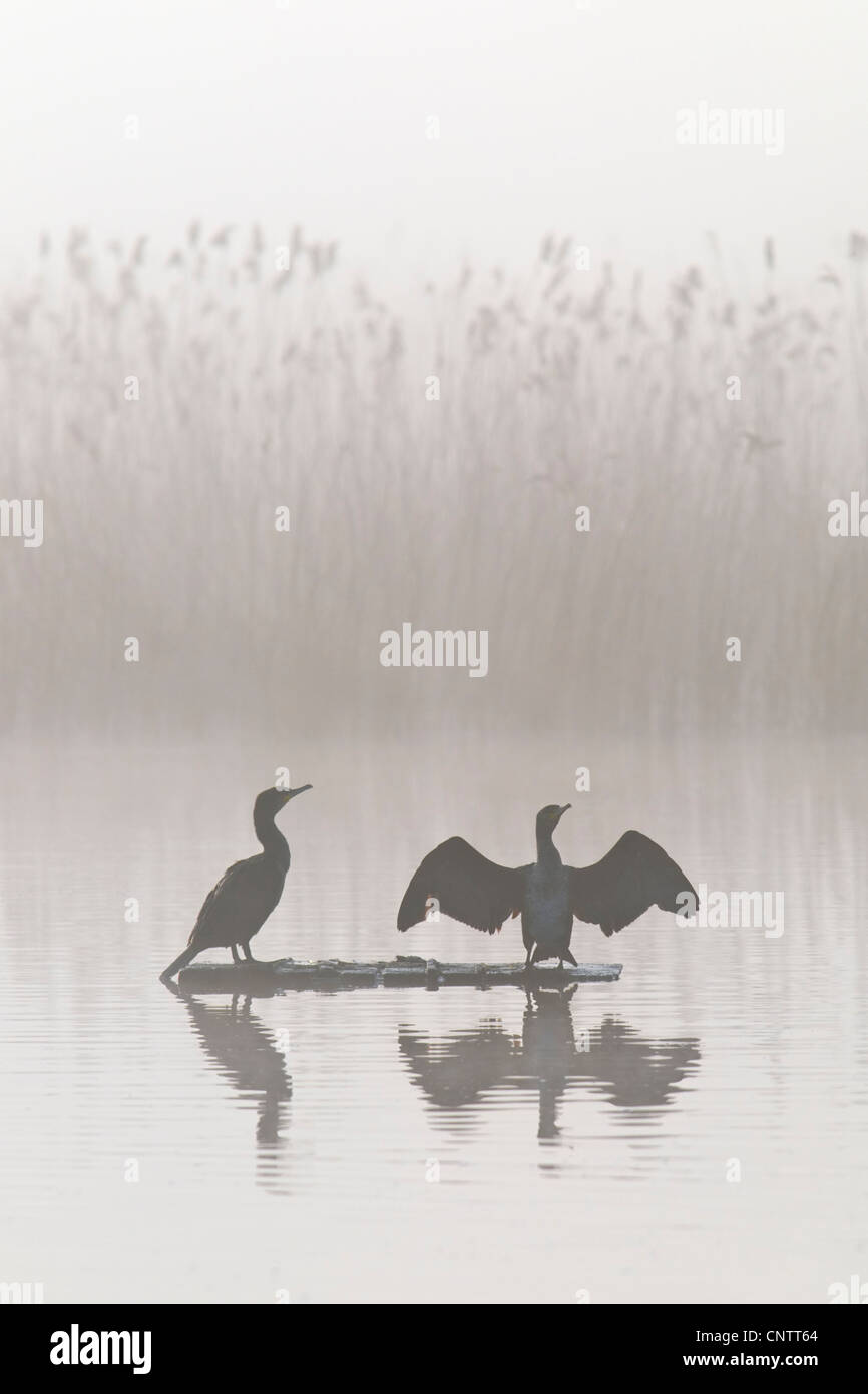 Les cormorans sécher sur un matin brumeux Banque D'Images