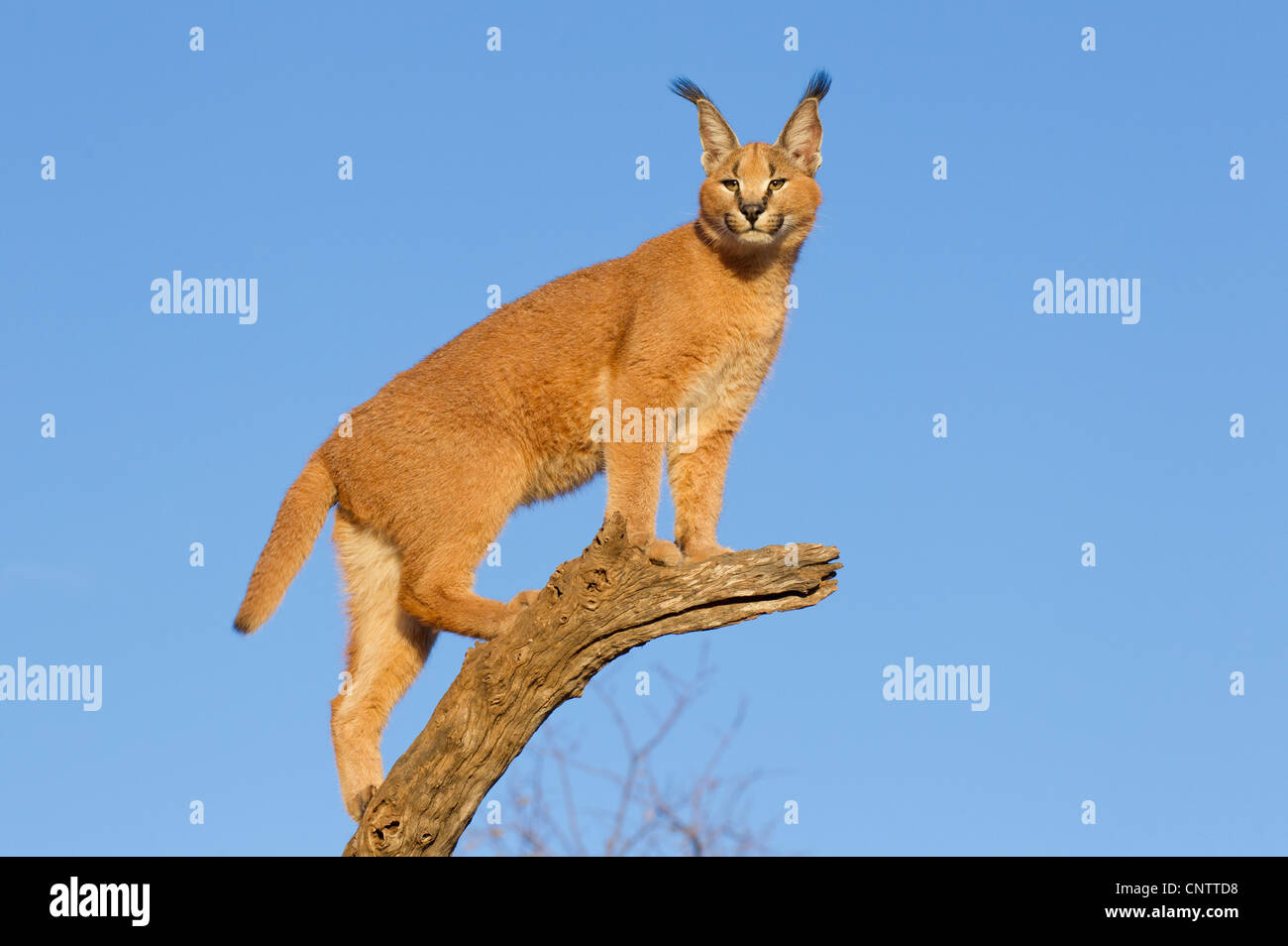 Le caracal (Felis caracal) en haut d'une carcasse de log, Afrique du Sud Banque D'Images