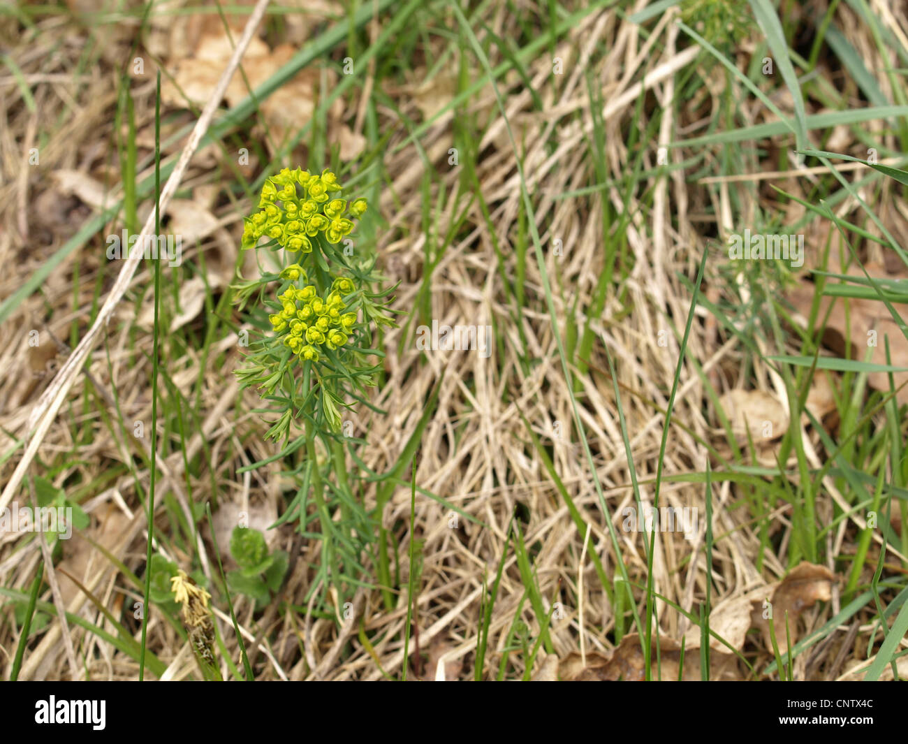 Euphorbia cyparissias euphorbe cyprès / / Zypressenwolfsmilch Banque D'Images