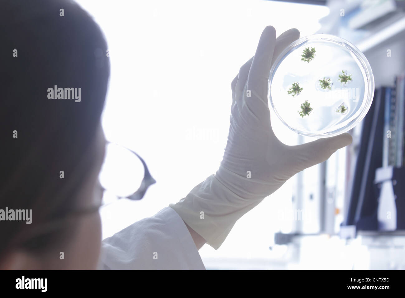 Scientist examining petri dish in lab Banque D'Images