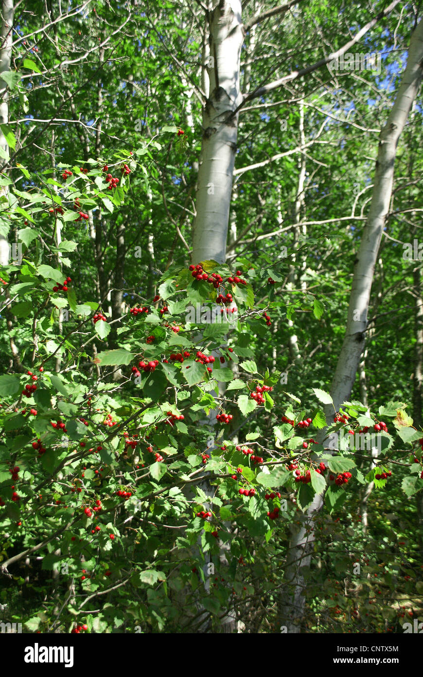L'automne, les baies rouges et blancs de bouleaux, Mount Desert Island, l'Acadia National Park, Maine, New England Banque D'Images