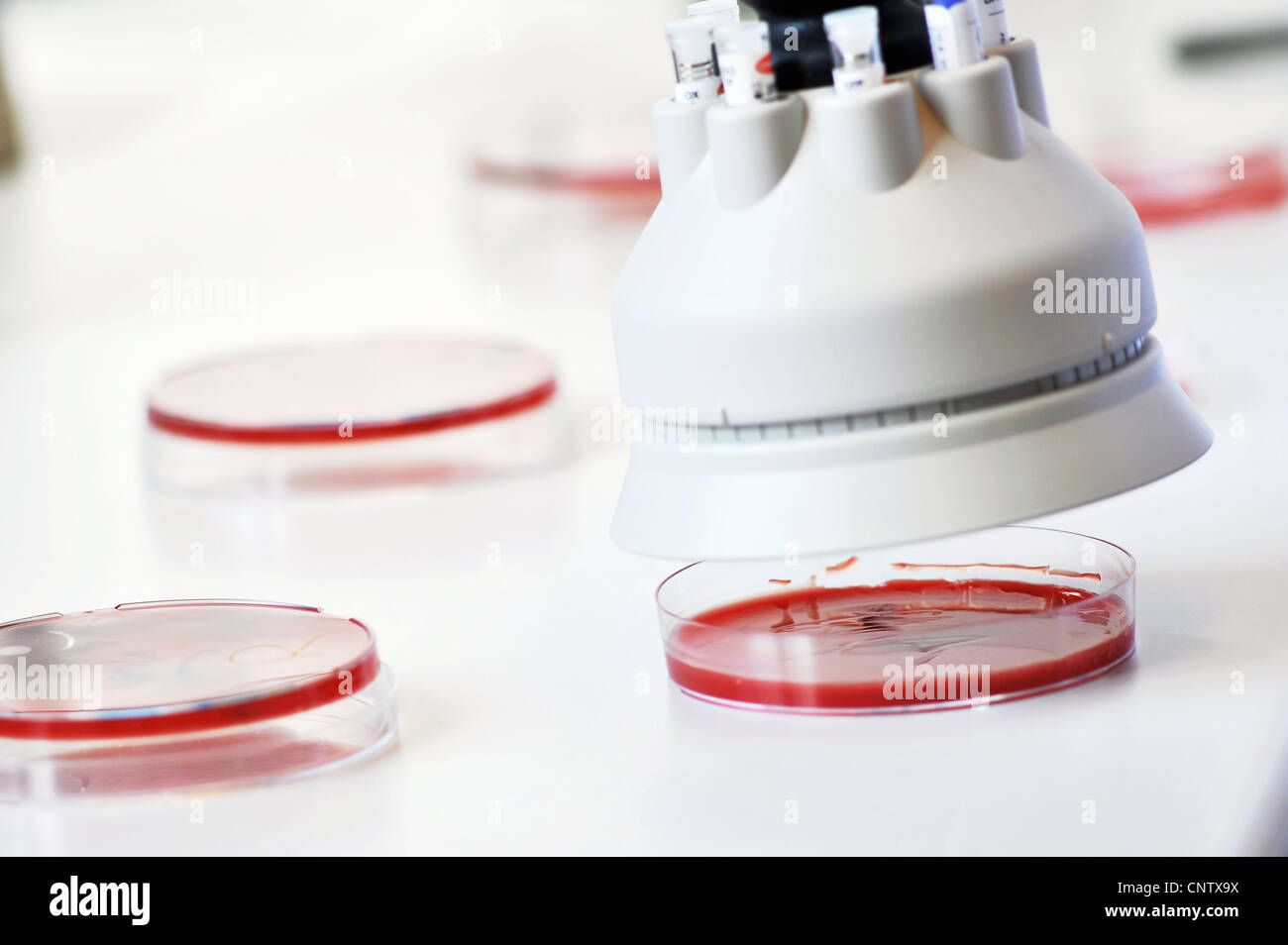 Planant au-dessus de l'outil de petri in lab Banque D'Images