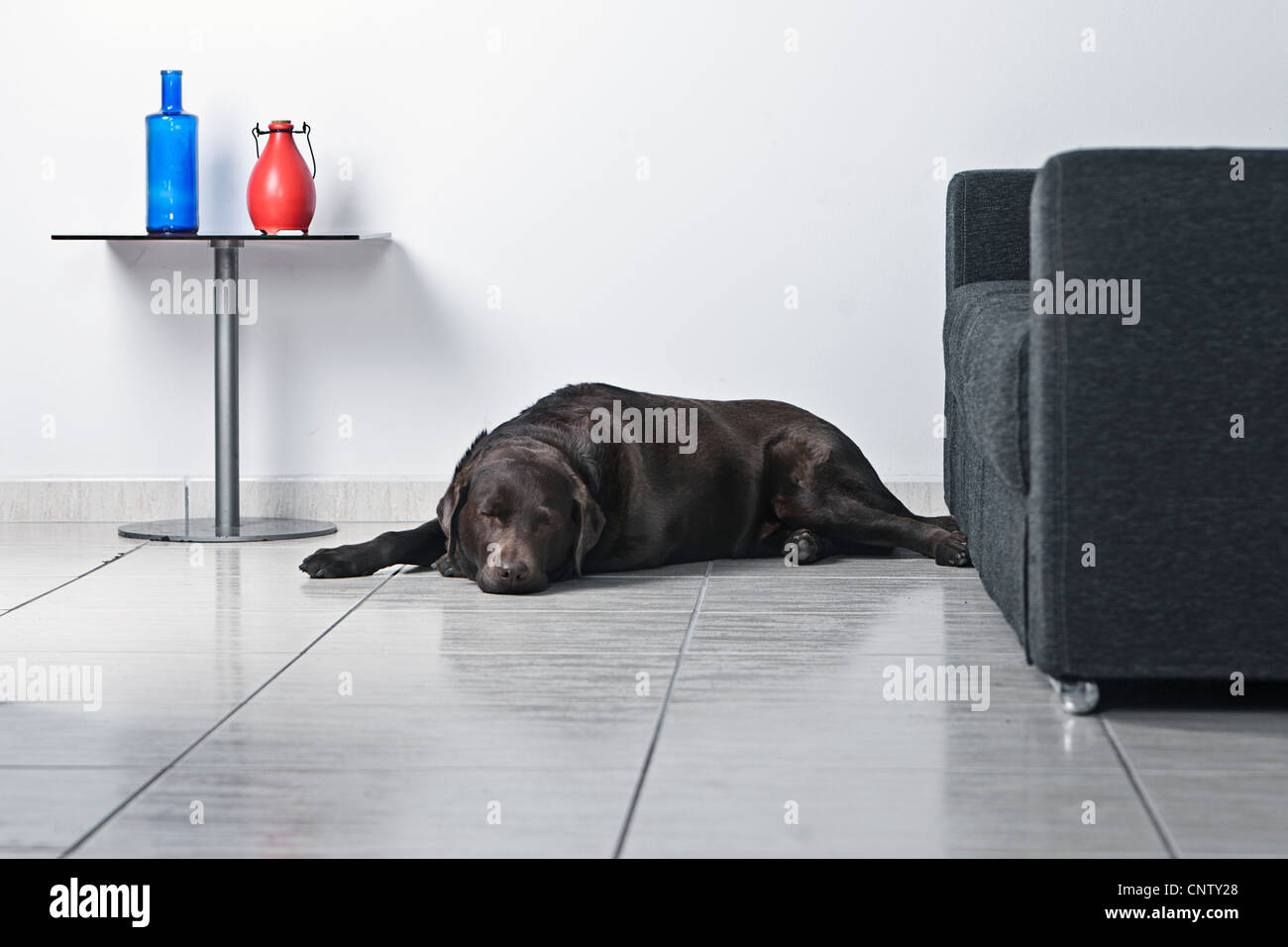 Labrador chocolat endormi sur le plancher du salon Banque D'Images