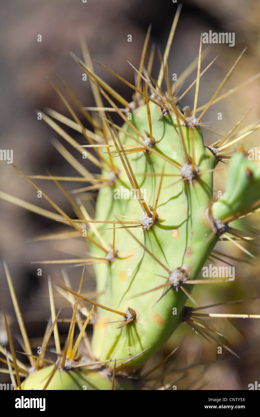 Oreilles de lapin catus Opuntia microdasys Banque D'Images