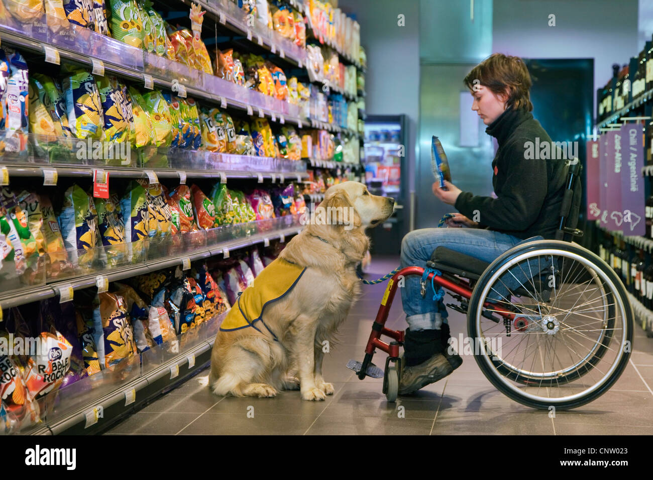 Non valide et personne handicapée physique en fauteuil roulant shopping avec Labrador chien d'assistance à la mobilité en supermarché, Belgique Banque D'Images