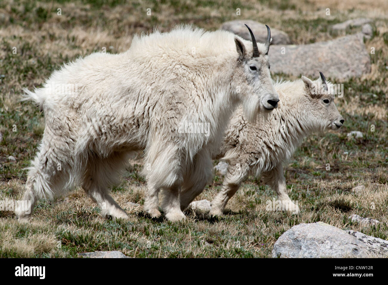 Une paire de la chèvre de montagne (Oreamnos americanus) au 12 900 pieds sur le Colorado's Mount Evans Banque D'Images