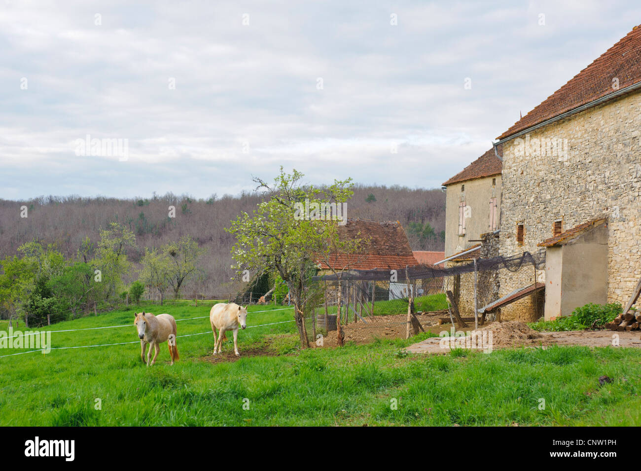 Cheval blanc sur une ferme dans la Vallée du Lot dans le sud de la France Banque D'Images