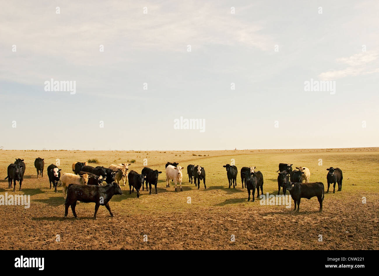 Le pâturage des vaches près de Amarillo, TX. Banque D'Images