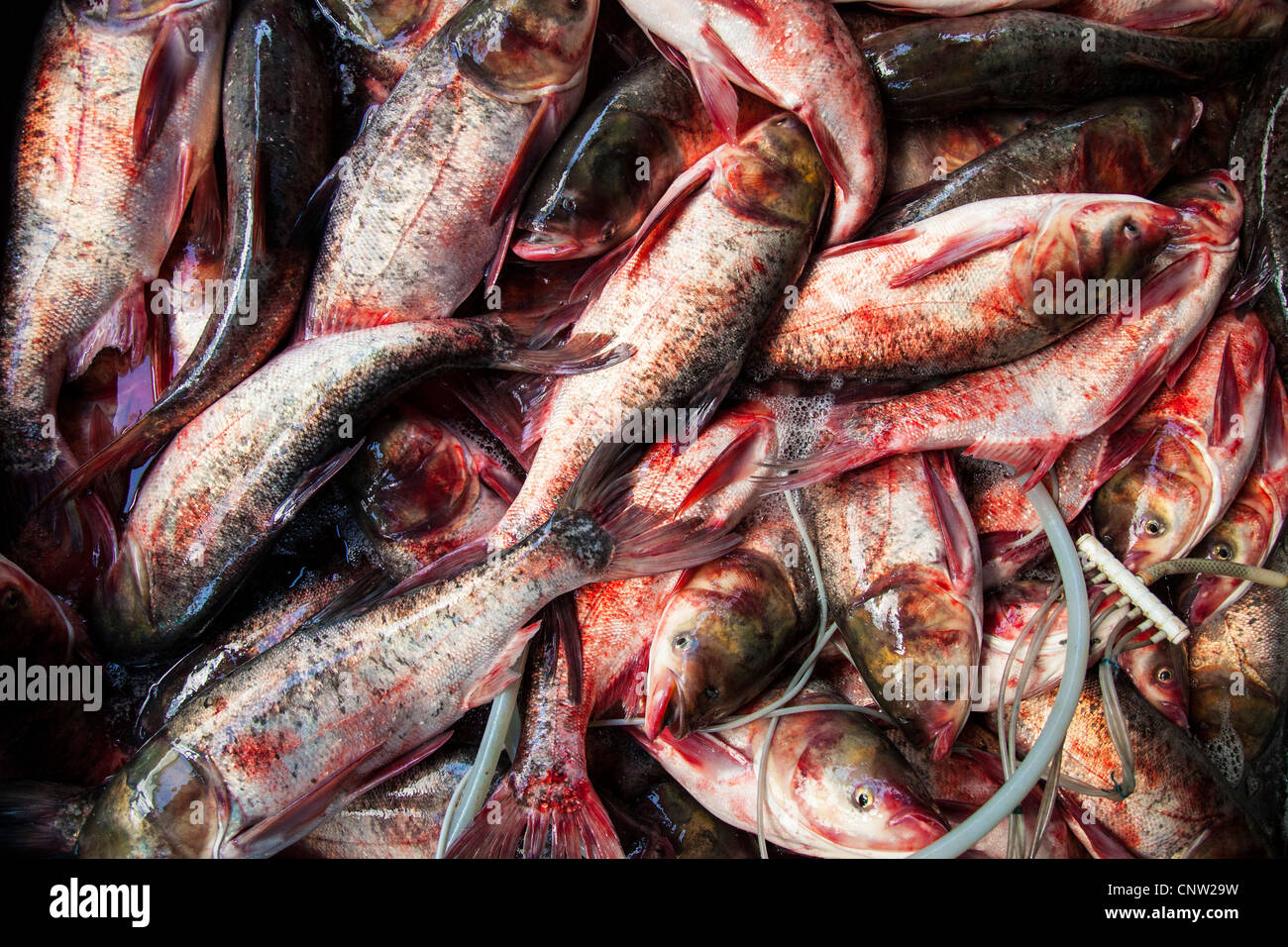 Poisson sanglant, Khlong Toey market à Bangkok, Thaïlande Banque D'Images