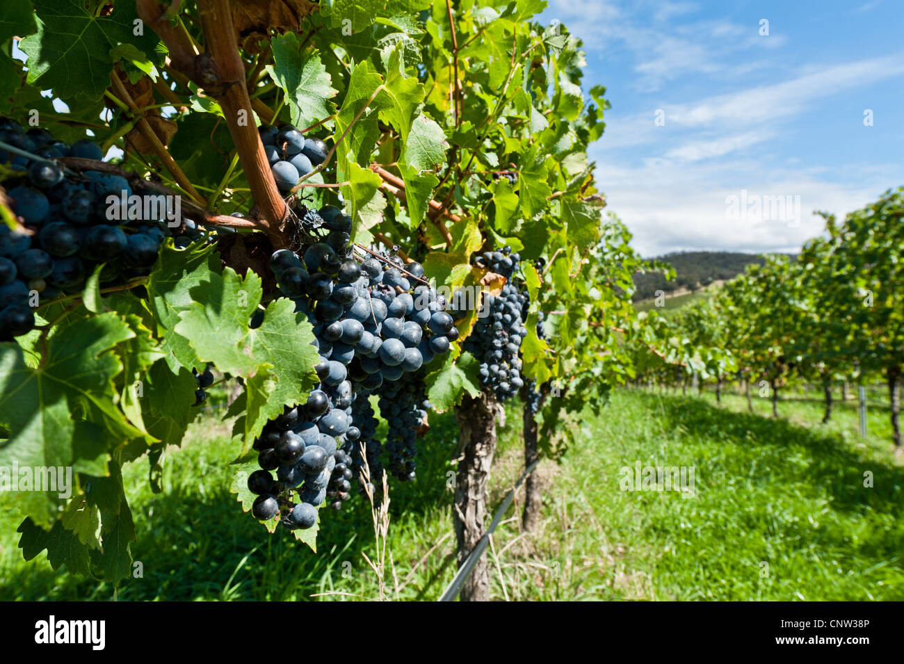 L'image a été tourner en Australie dans une vallée de Yarra winery Banque D'Images
