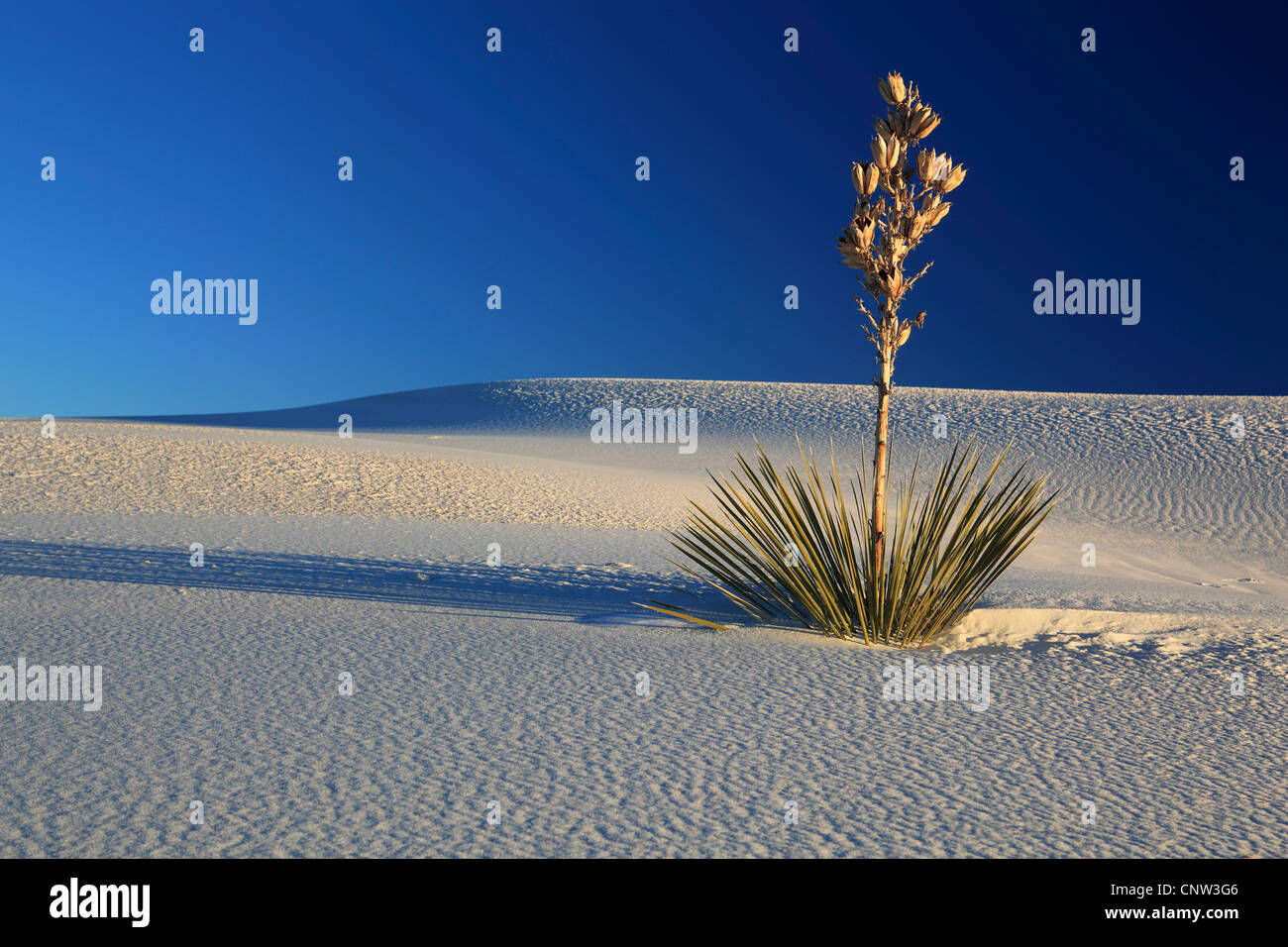 Yucca (Yucca spec.), sur une dune de gypse, USA, New Mexico, White Sands National Monument Banque D'Images