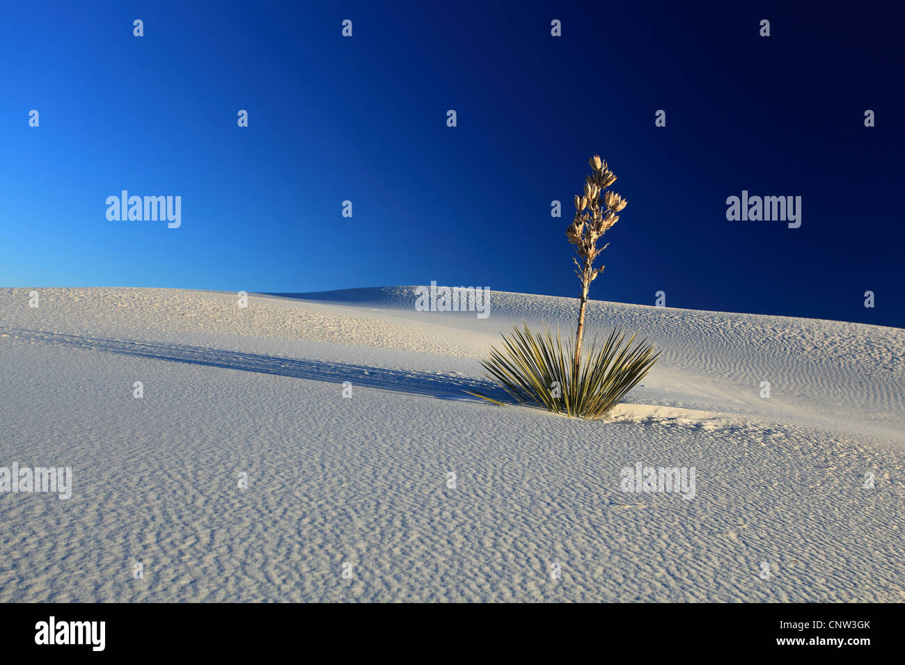 Yucca (Yucca spec.), sur une dune de gypse, USA, New Mexico, White Sands National Monument Banque D'Images
