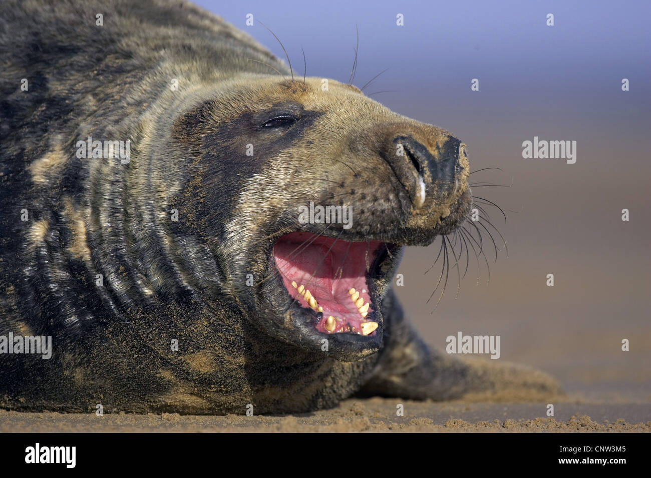 Phoque gris (Halichoerus grypus), bull dans une simulation d'affichage menace, Royaume-Uni, Angleterre, Lincolnshire Banque D'Images