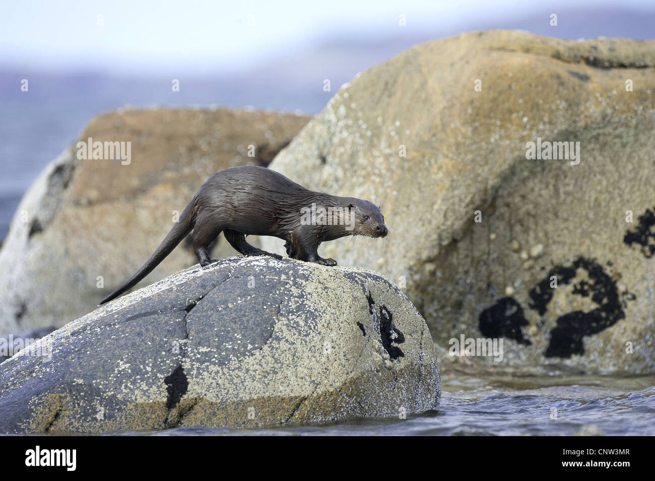 La loutre d'Europe, loutre d'Europe, la loutre (Lutra lutra), sub-adultes scampering le long des rives rocheuses, Royaume-Uni, Ecosse, Sutherland Banque D'Images