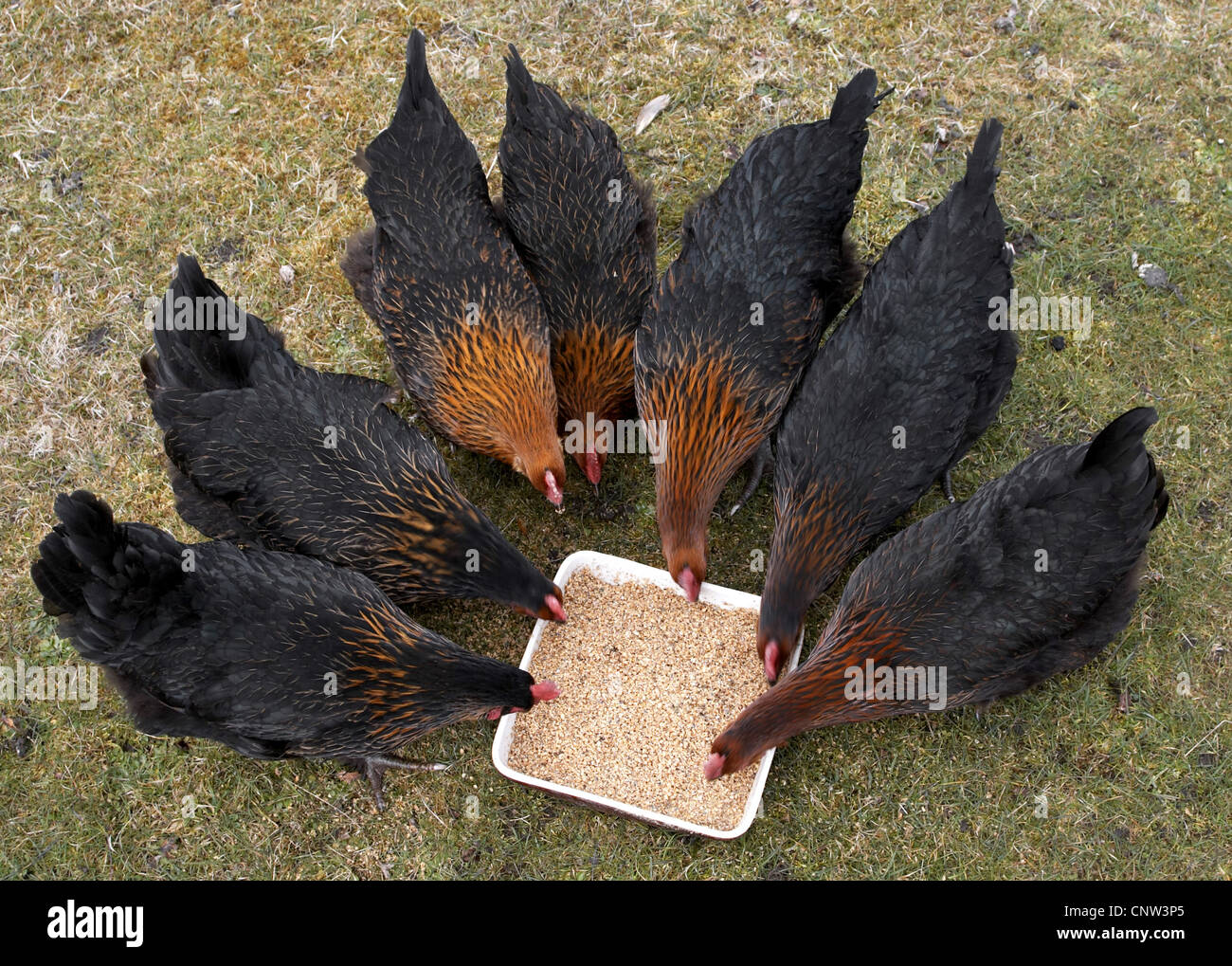 Les oiseaux domestiques (Gallus gallus f. domestica), free range chicken se nourrissant de mash, mélange de grains et de l'avoine, Royaume-Uni, Ecosse Banque D'Images