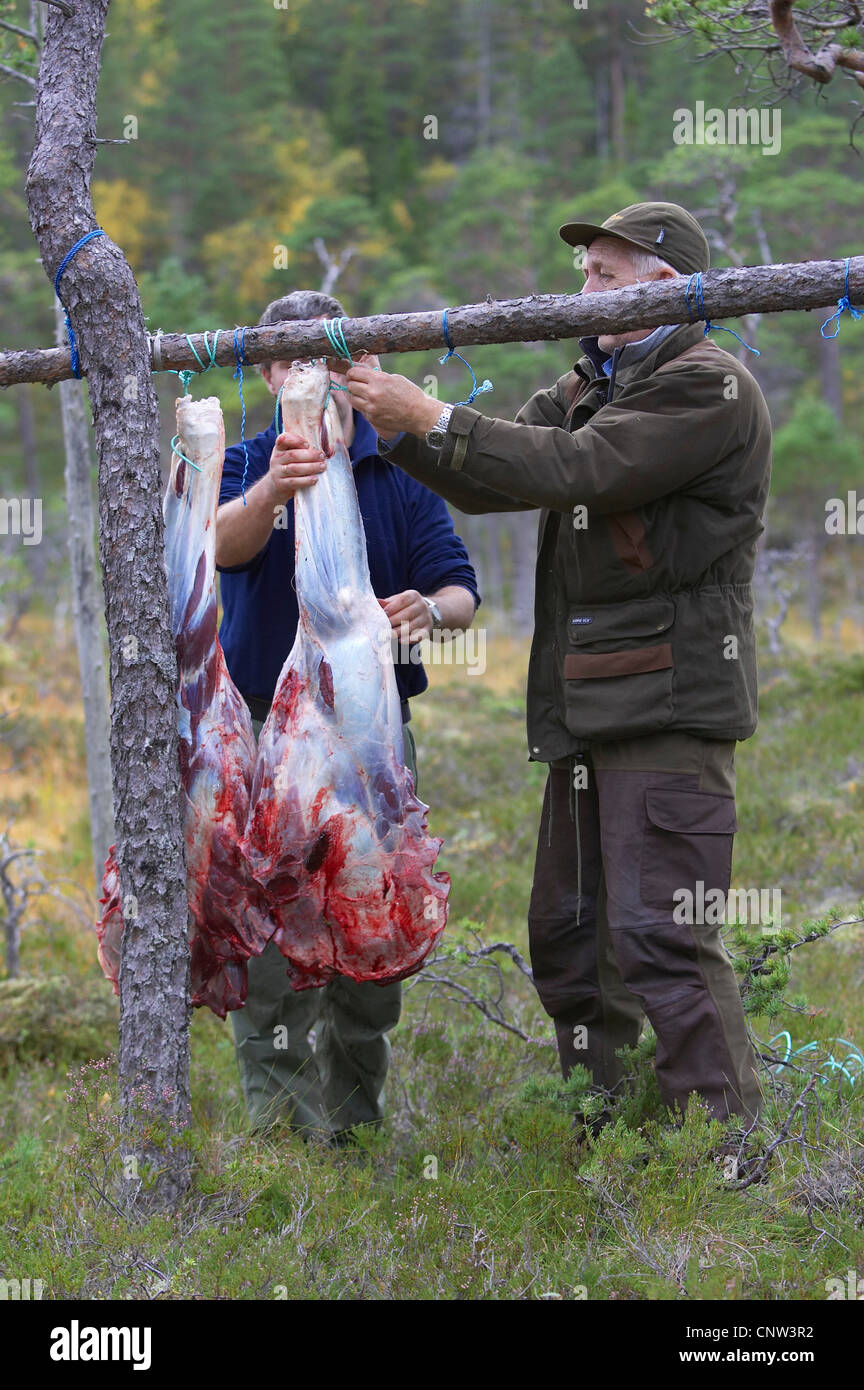 Les chasseurs dans la forêt de raccrocher les morceaux d'un coup et l'animal dépecé entre les arbres, de la Norvège, de Nord-Trondelag, Flatanger Banque D'Images