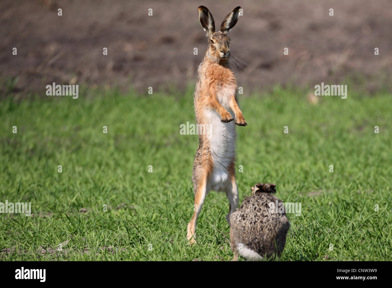 Lièvre d'Europe (Lepus europaeus), le comportement, l'Autriche, le parc national de Neusiedler See Banque D'Images