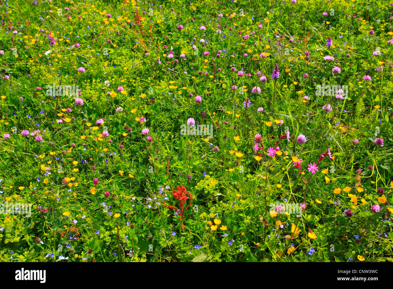La floraison luxuriante Fleur alpine meadow, l'Autriche, le Parc National du Hohe Tauern Banque D'Images