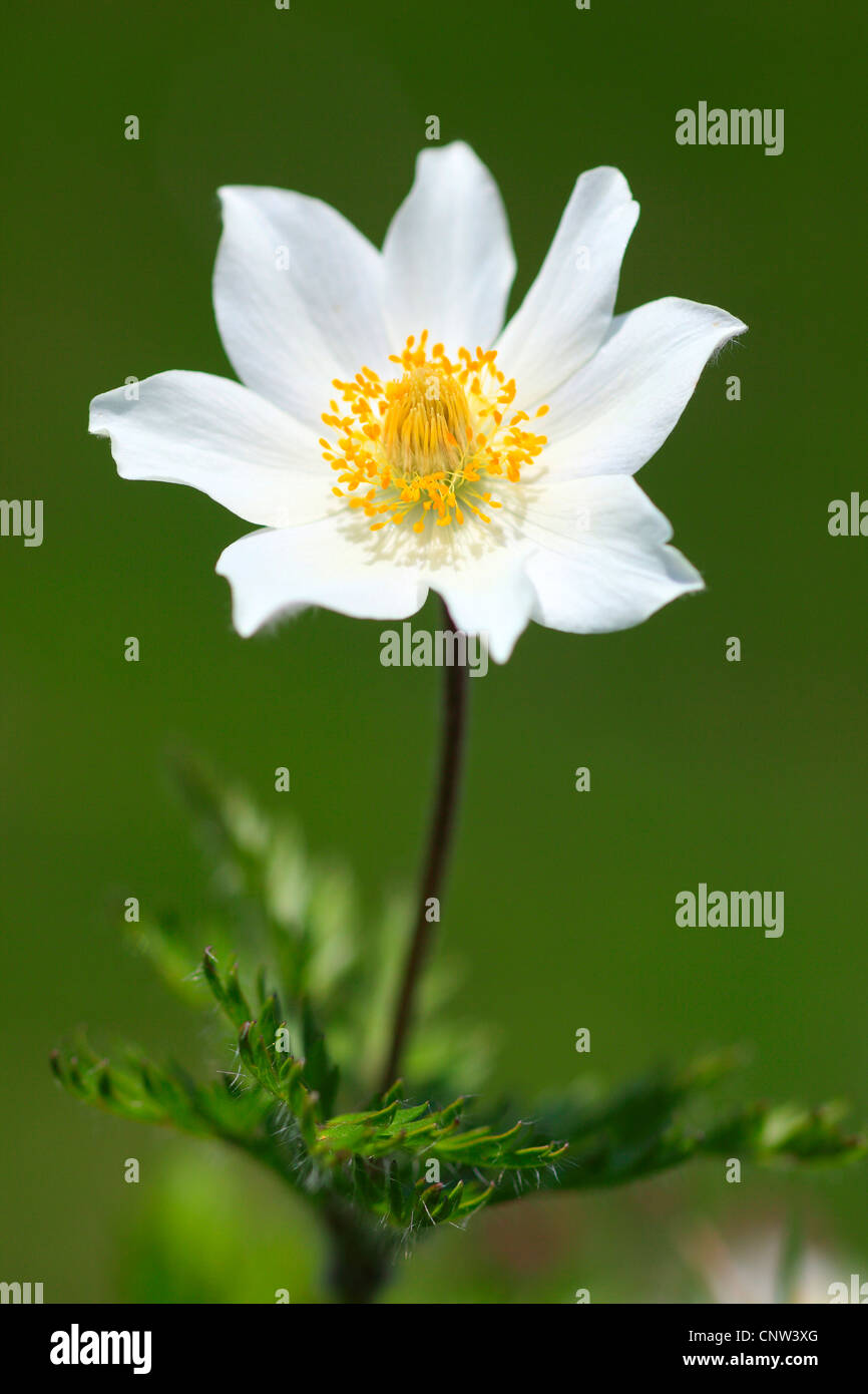 Anémone des alpes (Pulsatilla alpina), fleur, l'Autriche, le Parc National du Hohe Tauern Banque D'Images