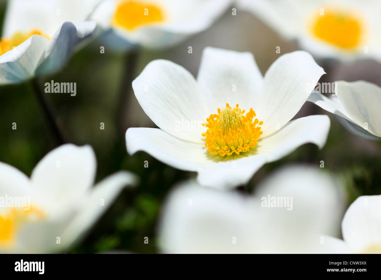 Anémone des alpes (Pulsatilla alpina), fleur, l'Autriche, le Parc National du Hohe Tauern Banque D'Images