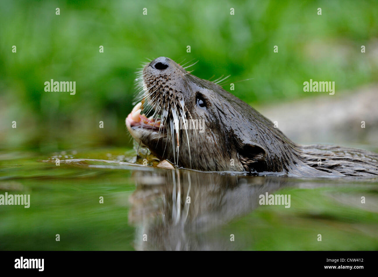 La loutre d'Europe, loutre d'Europe, la loutre (Lutra lutra), portrait d'un animal la natation en eau calme Banque D'Images