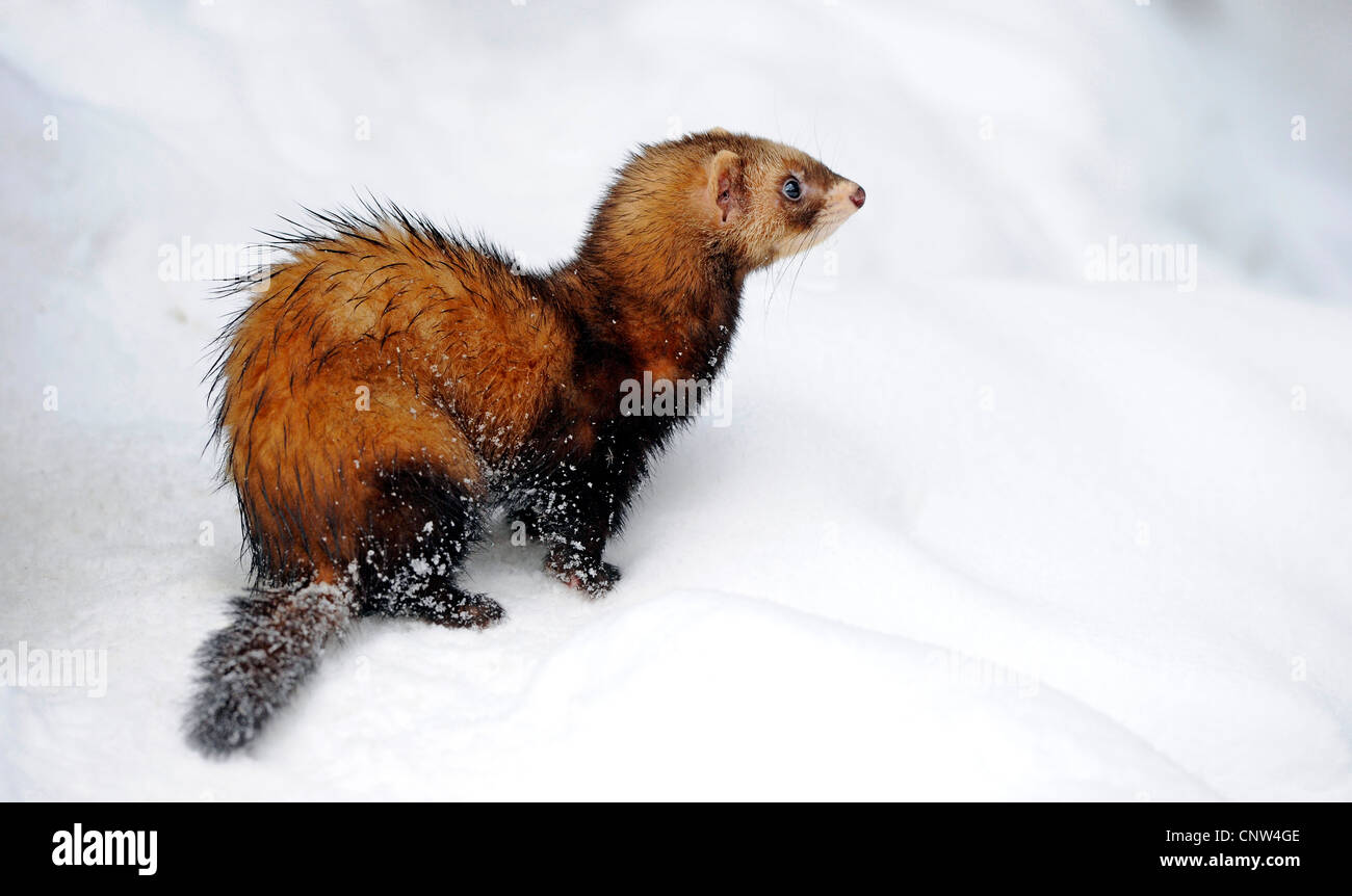 Putois domestique, furet domestique (Mustela putorius furo). f, dans la neige, Allemagne Banque D'Images
