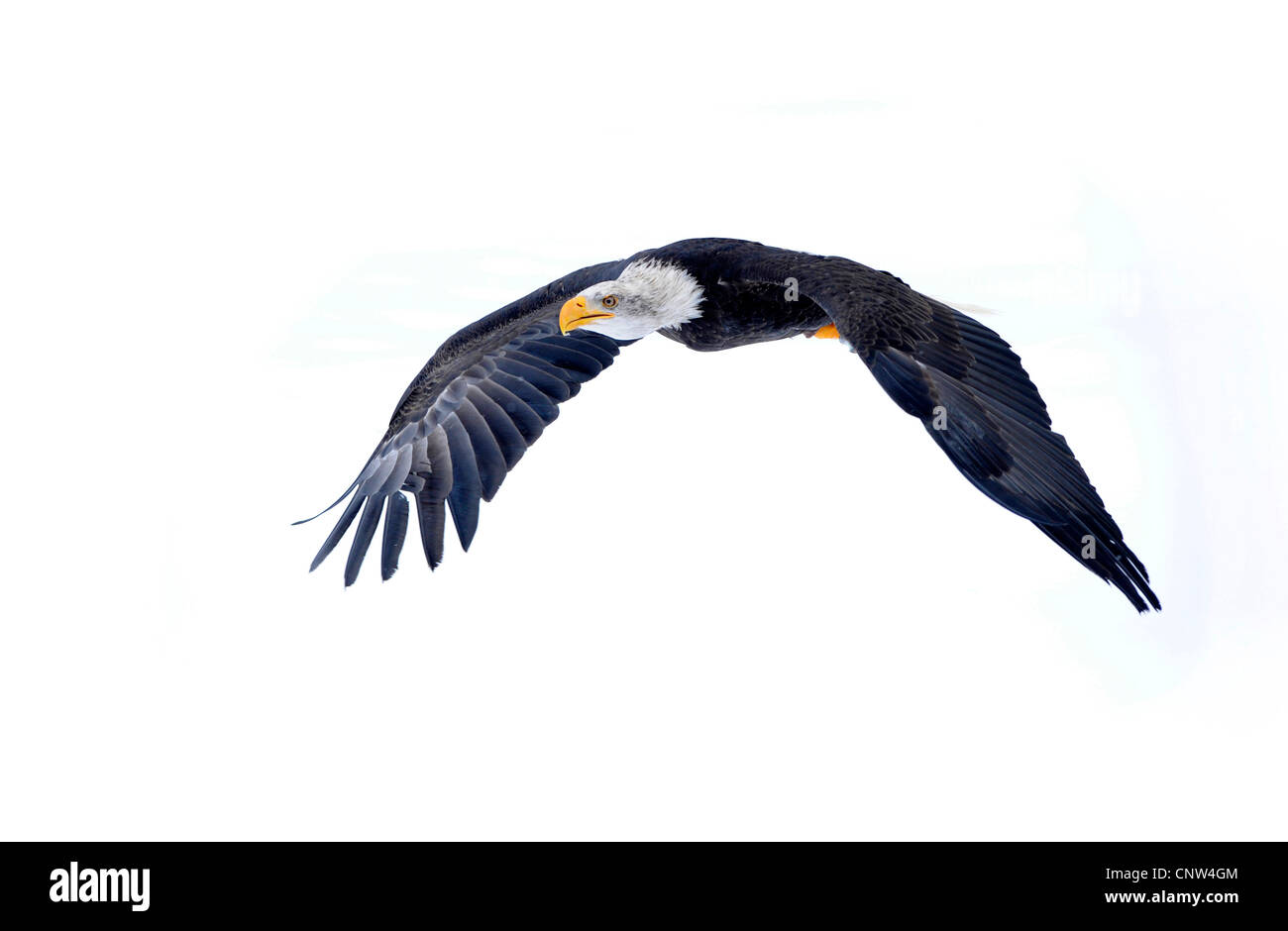 Pygargue à queue blanche (Haliaeetus albicilla), un vol en hiver, Allemagne Banque D'Images