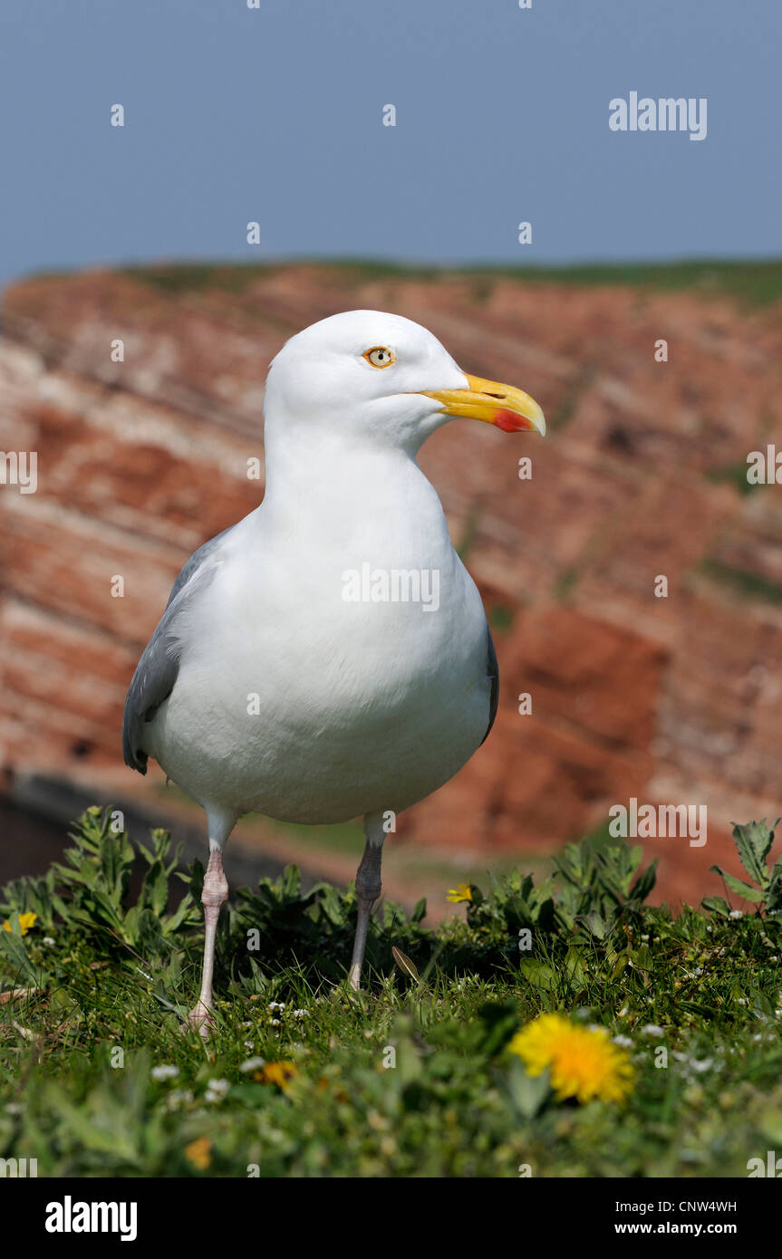 Goéland argenté (Larus argentatus), sur la côte escarpée, Allemagne, Helgoland Banque D'Images