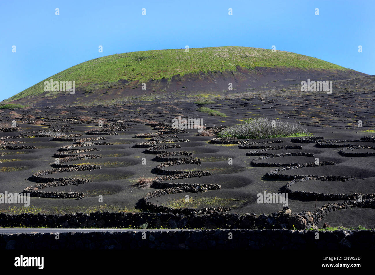Paysage volcanique avec cep sur Lanzarote, Canaries, Lanzarote Banque D'Images