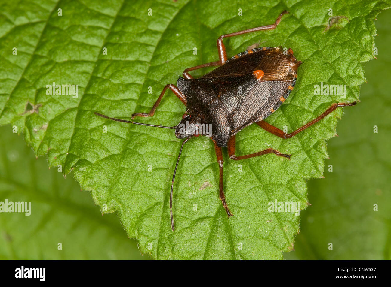 Pentatoma rufipes (bug de forêt), on leaf Banque D'Images