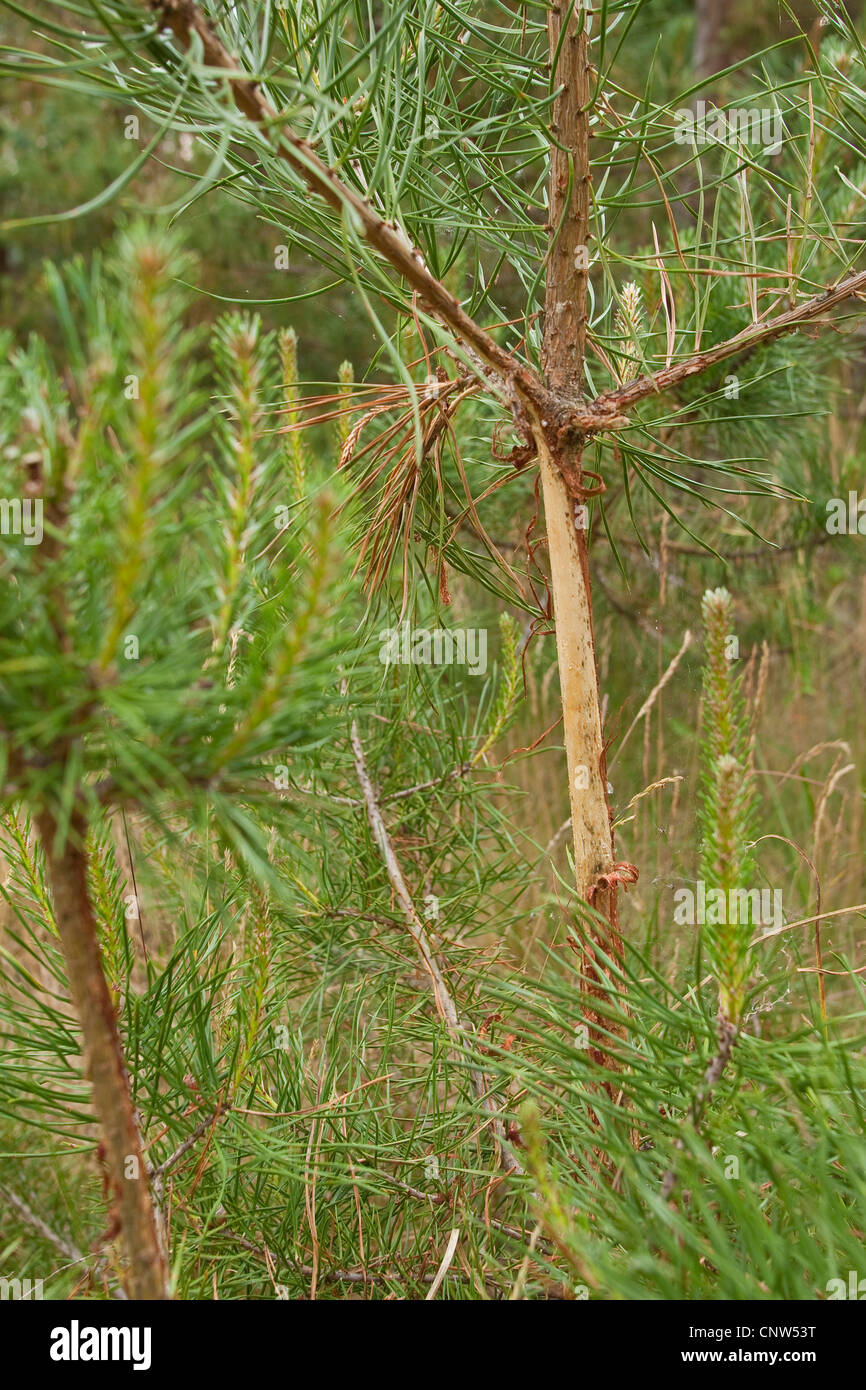 Le chevreuil (Capreolus capreolus), détérioration de l'écorce à cause d'un chevreuil avait déteint le velours à un jeune pin, Allemagne Banque D'Images