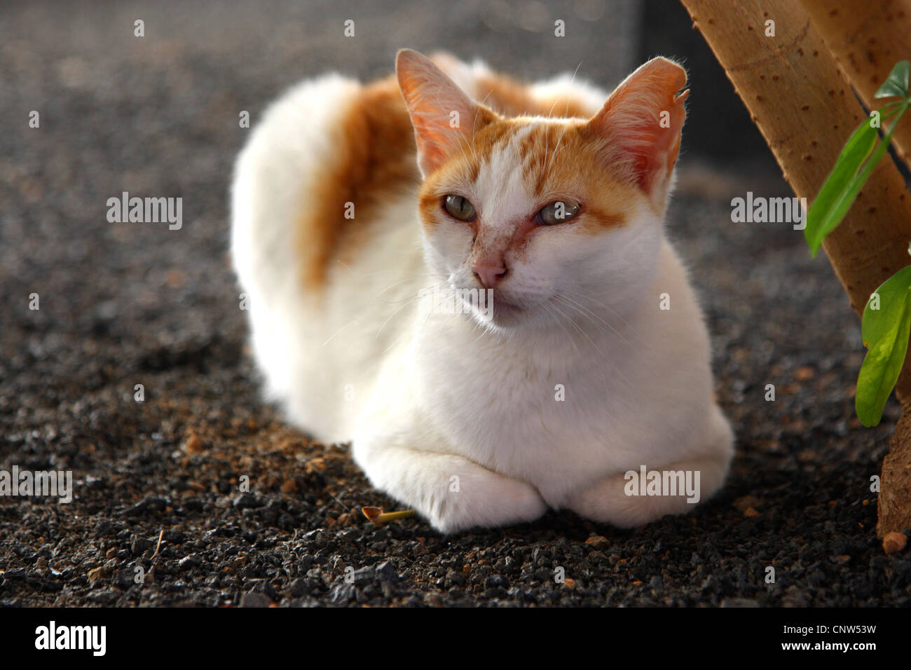 Chat domestique, le chat domestique (Felis silvestris catus). f, allongé sur le sol Banque D'Images