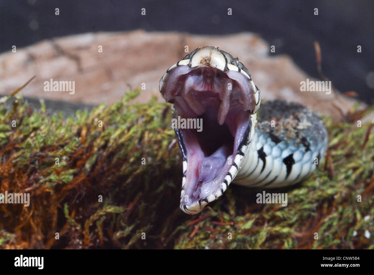 Couleuvre à collier (Natrix natrix), la bouche grande ouverte, Allemagne Banque D'Images