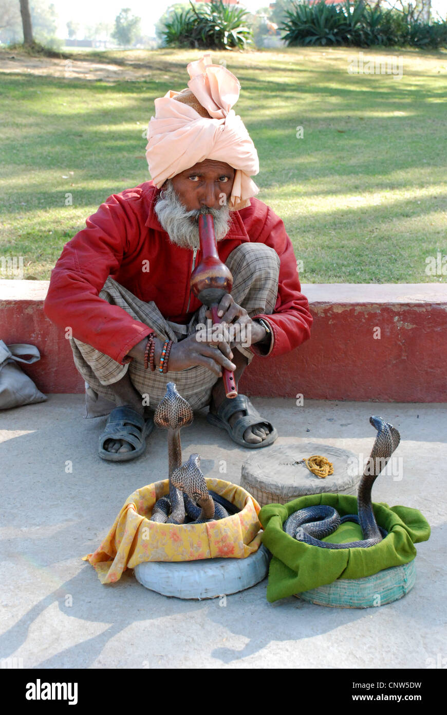 Cobra commun, Indienne (Naja naja), charmeur de serpent avec Affaires indiennes cobras, Inde Banque D'Images