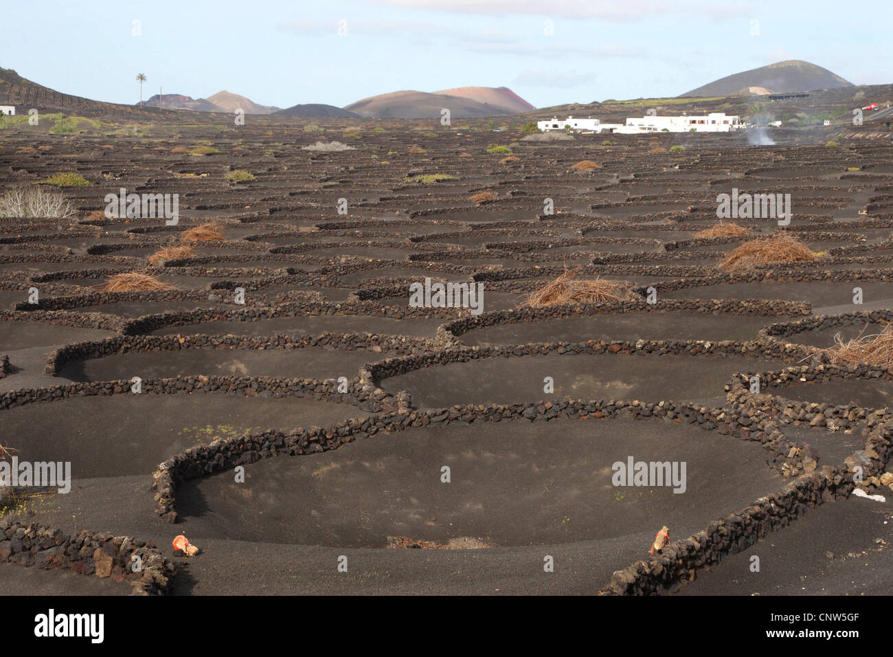 Paysage volcanique avec cep sur Lanzarote, Canaries, Lanzarote Banque D'Images