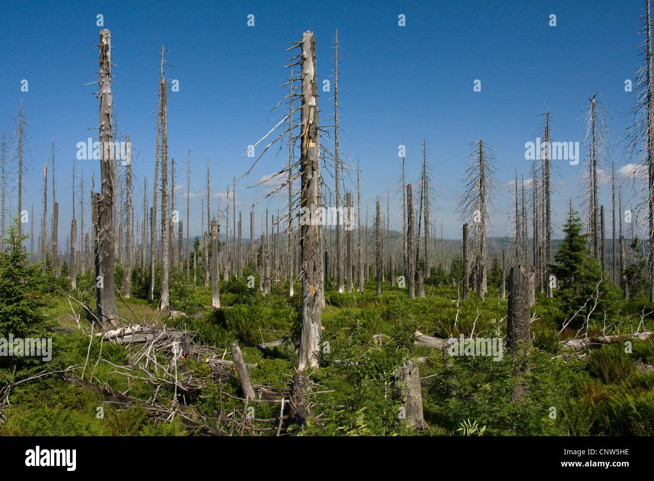 L'épinette de Norvège (Picea abies), le dépérissement des forêts à Lusen Parc National de forêt de Bavière, Allemagne, Bavière, Parc National de la Forêt bavaroise Banque D'Images