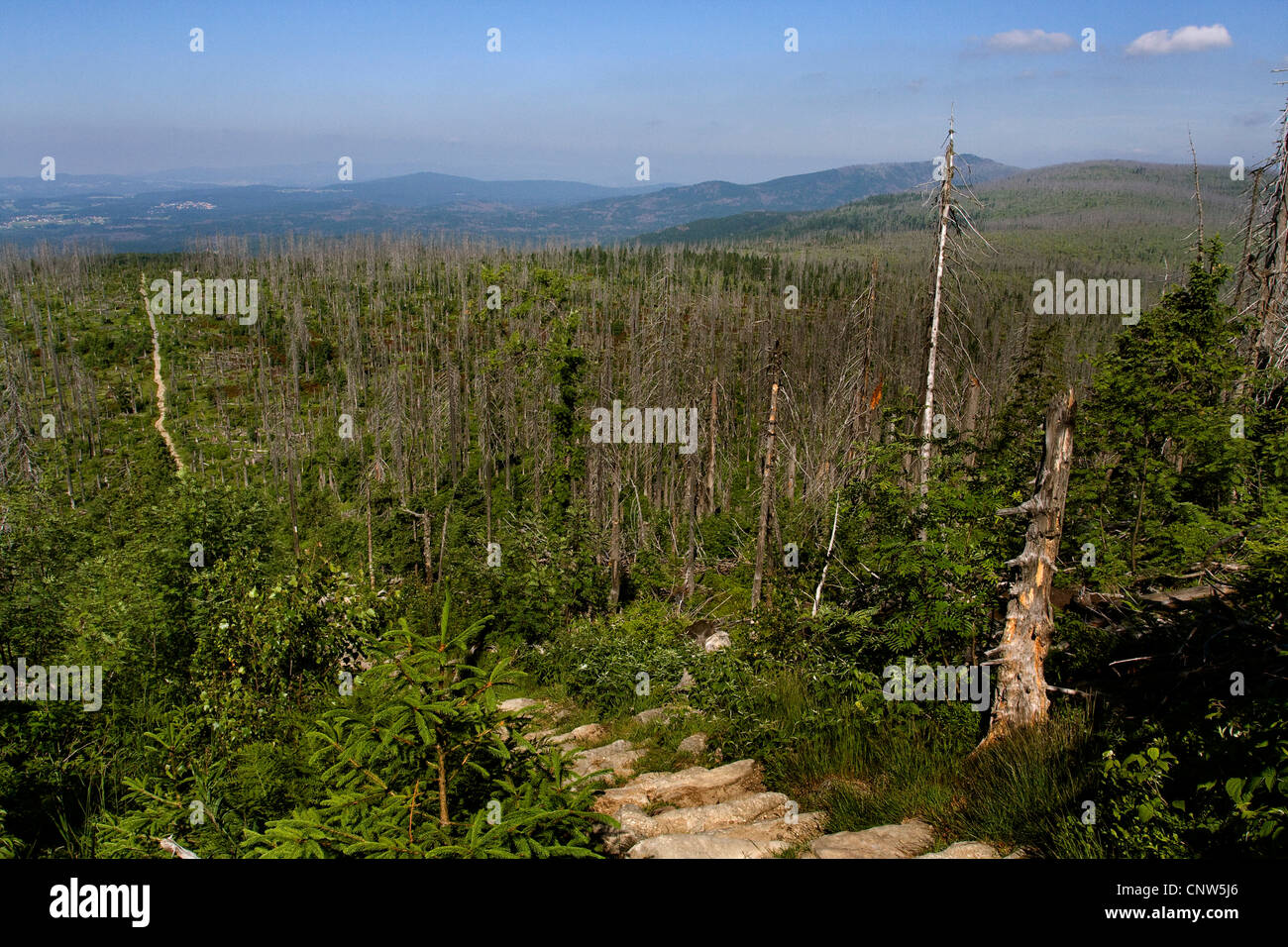 L'épinette de Norvège (Picea abies), le dépérissement des forêts à Lusen Parc National de forêt de Bavière, Allemagne, Bavière, Parc National de la Forêt bavaroise Banque D'Images