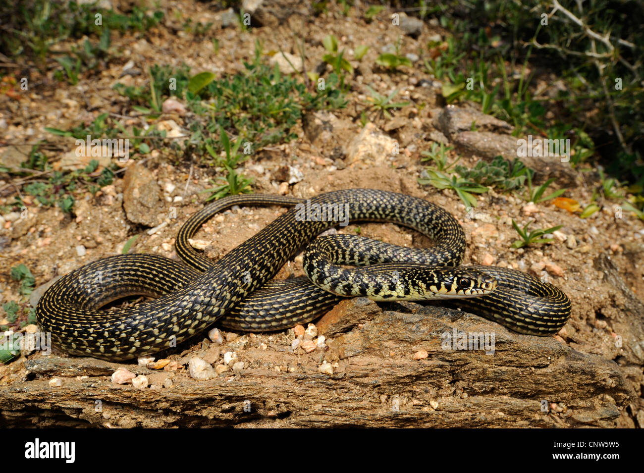 Whip européen d'Europe occidentale, snake snake whip vert-foncé, whipsnake (Coluber viridiflavus Hierophis viridiflavus,), sur le sol rocheux, l'Italie, Sardaigne Banque D'Images