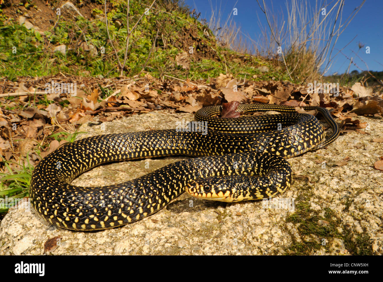 Whip européen d'Europe occidentale, snake snake whip vert-foncé, whipsnake (Coluber viridiflavus Hierophis viridiflavus,), dans l'habitat, de l'Italie, Sardaigne, Gallura, Olbia Banque D'Images