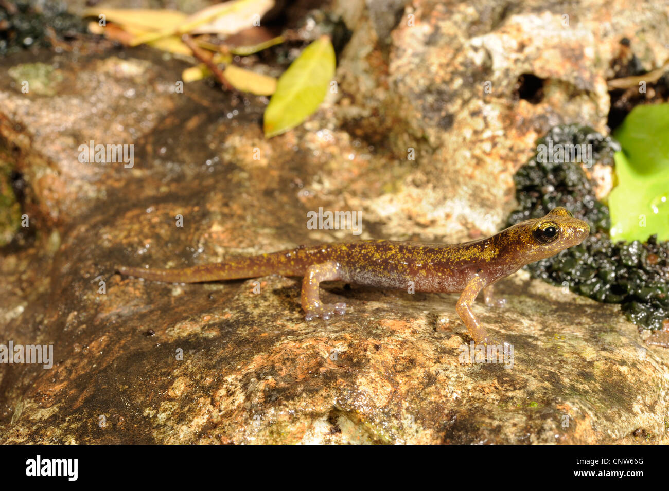 Cave impériale (salamandre imperialis Speleomantes), juvénile, l'Italie, Sardaigne Banque D'Images