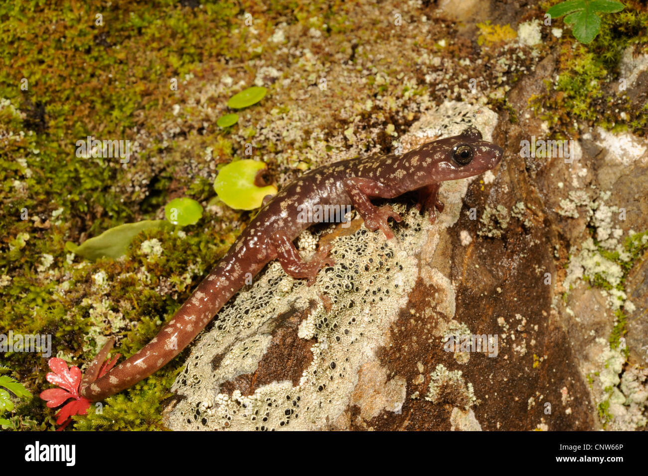 Sarrabus Cave Salamander (sarrabusensis Speleomantes), sur des pierres avec les lichens, Italie, Sardaigne, Sarrabus Gebirge Banque D'Images