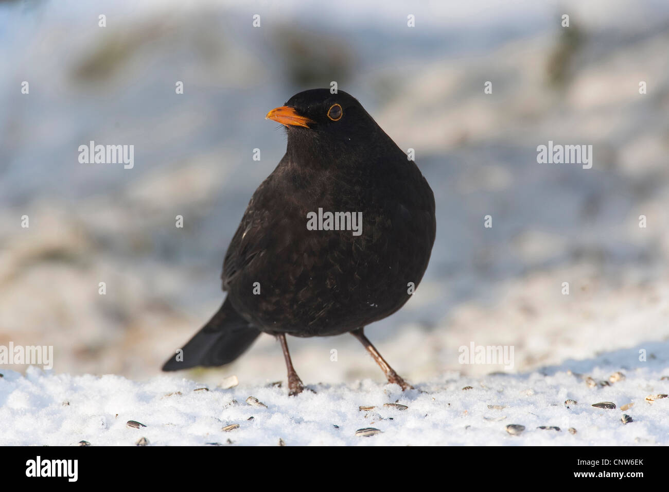 Mâle à une mangeoire pour oiseaux picorant, céréales de la neige, Allemagne Banque D'Images