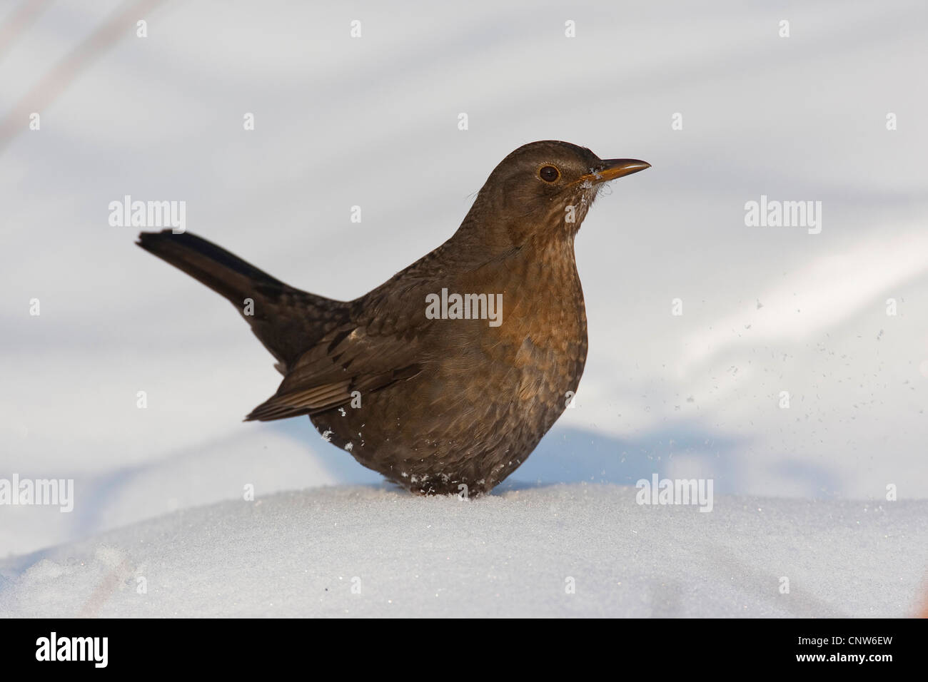 Blackbird (Turdus merula), femme dans la neige, Allemagne Banque D'Images