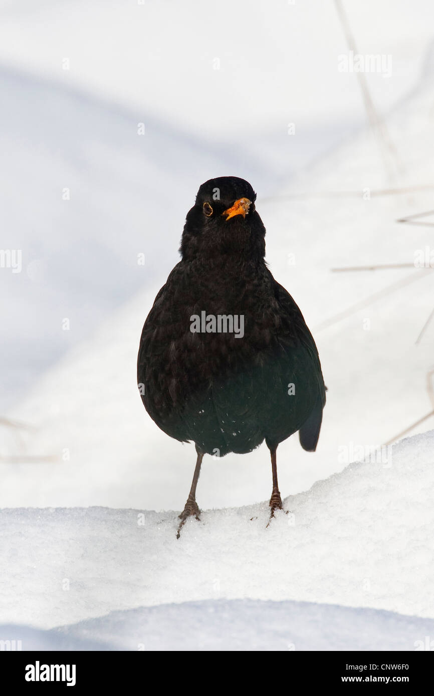 Blackbird (Turdus merula), homme dans la neige, Allemagne Banque D'Images