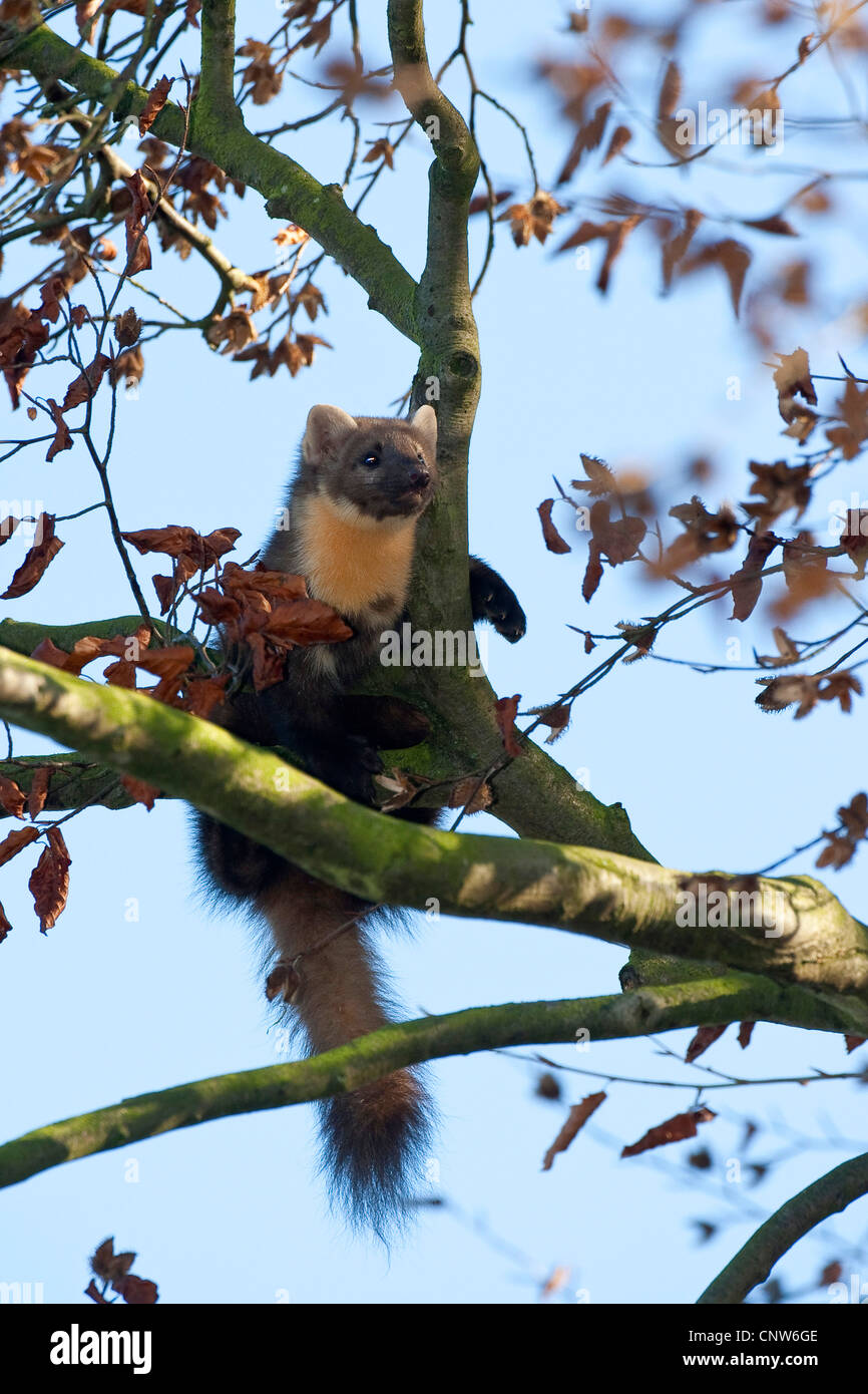 European martre des pins (Martes martes), l'escalade dans un arbre, Allemagne Banque D'Images