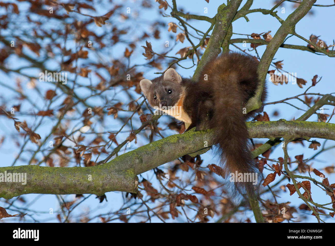 European martre des pins (Martes martes), l'escalade dans un arbre, Allemagne Banque D'Images