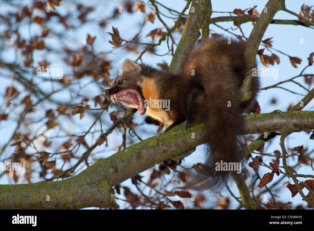 European martre des pins (Martes martes), assis dans un arbre le bâillement, Allemagne Banque D'Images