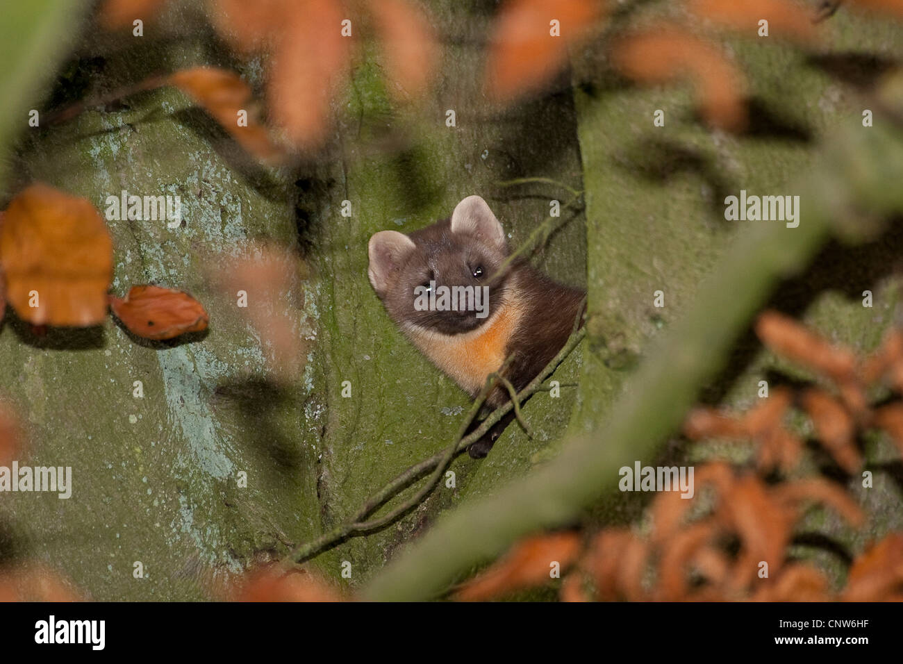 European martre des pins (Martes martes), assis dans un arbre, Allemagne Banque D'Images